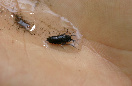Wasserassel (Asellus aquaticus) - © Emanuel Trummer